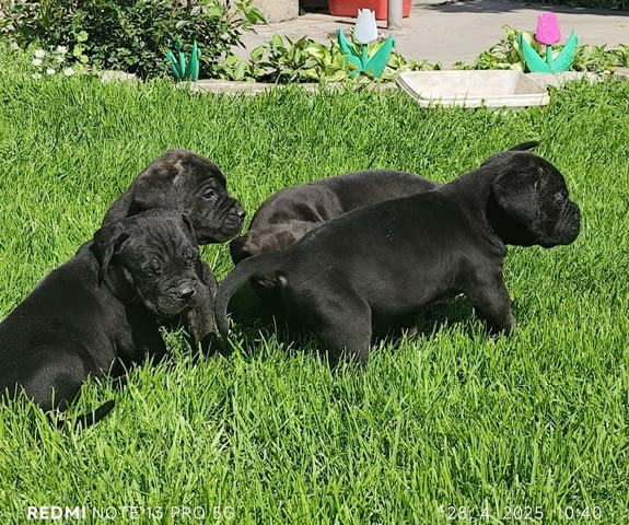 Cane Corso Канекорсо, 2 месеца - град Извън България | Кучета - снимка 5