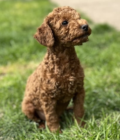 Той пудлeнца Пудел той, Ваксинирано - Да, Обезпаразитено - Да - град Извън България | Кучета - снимка 1