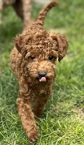 Той пудлeнца Пудел той, Ваксинирано - Да, Обезпаразитено - Да - град Извън България | Кучета - снимка 2