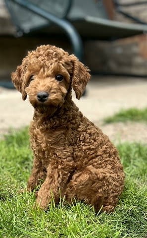 Той пудлeнца Пудел той, Ваксинирано - Да, Обезпаразитено - Да - град Извън България | Кучета - снимка 3