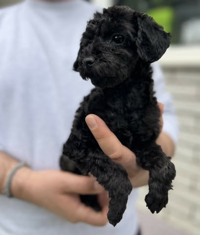 Той пудлeнца Пудел той, Ваксинирано - Да, Обезпаразитено - Да - град Извън България | Кучета - снимка 5