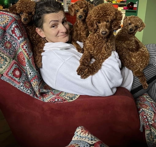 Той пудлeнца Пудел той, Ваксинирано - Да, Обезпаразитено - Да - град Извън България | Кучета - снимка 7