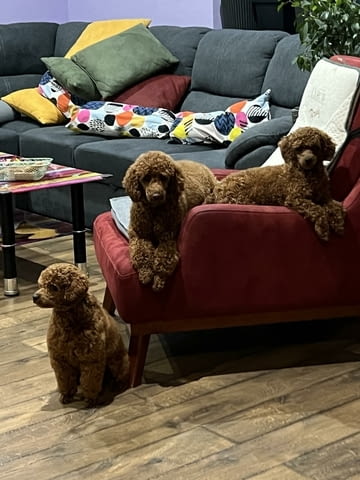 Той пудлeнца Пудел той, Ваксинирано - Да, Обезпаразитено - Да - град Извън България | Кучета - снимка 8