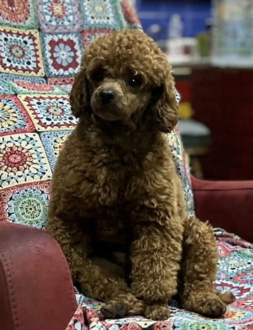 Той пудлeнца Пудел той, Ваксинирано - Да, Обезпаразитено - Да - град Извън България | Кучета - снимка 9