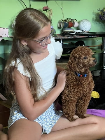 Той пудлeнца Пудел той, Ваксинирано - Да, Обезпаразитено - Да - град Извън България | Кучета - снимка 10