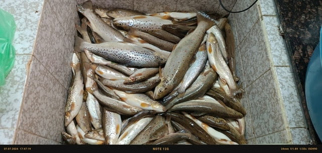 Електровъдици - град Велико Търново | Лов / Риболов - снимка 4