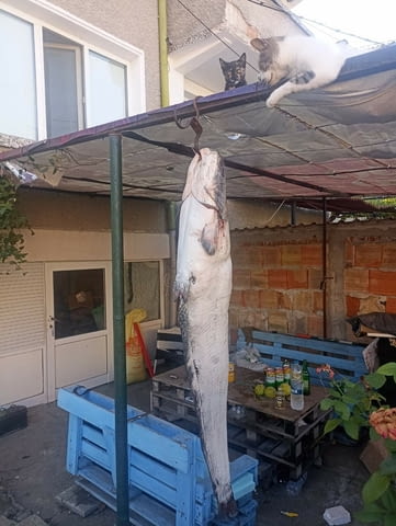 Електровъдици - град Велико Търново | Лов / Риболов - снимка 8