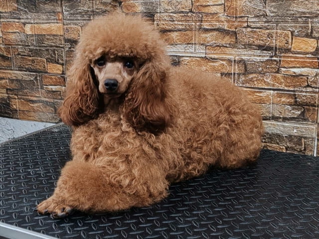 Miniature poodle puppies Пудел мини, 2 месеца - град Извън България | Кучета - снимка 2