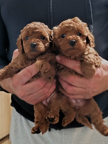 Miniature poodle puppies Пудел мини, 2 месеца - град Извън България | Кучета - снимка 3