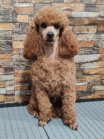 Miniature poodle puppies Пудел мини, 2 месеца - град Извън България | Кучета - снимка 5