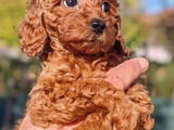 Miniature poodle puppies