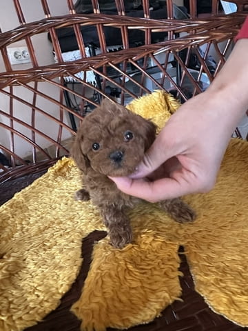 Toy poodle Пудел той, 2 месеца - град Извън България | Кучета - снимка 1