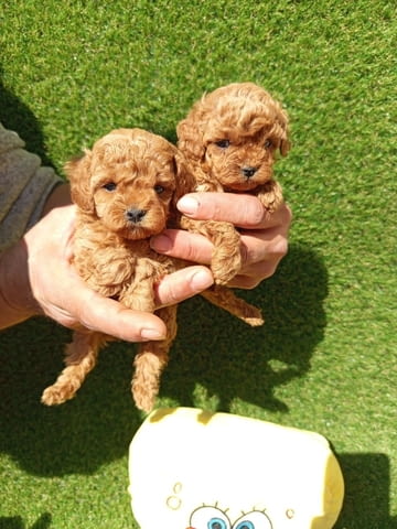 Toy poodle Пудел той, 2 месеца - град Извън България | Кучета - снимка 2