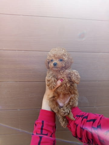 Toy poodle Пудел той, 2 месеца - град Извън България | Кучета - снимка 3