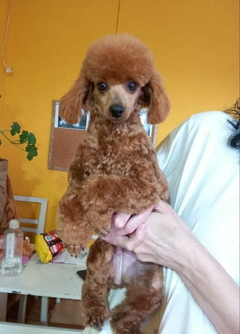 Toy poodle Пудел той, 2 месеца - град Извън България | Кучета - снимка 4