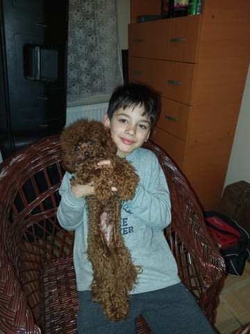 Toy poodle Пудел той, 2 месеца - град Извън България | Кучета - снимка 5