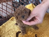 Toy poodle