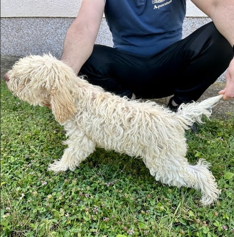 Lagoto Romagnola puppies available Другa, 1 месец - град Извън България | Кучета - снимка 2