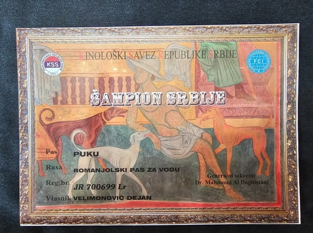 Lagoto Romagnola puppies available Другa, 1 месец - град Извън България | Кучета - снимка 3