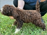 Lagoto Romagnola puppies available