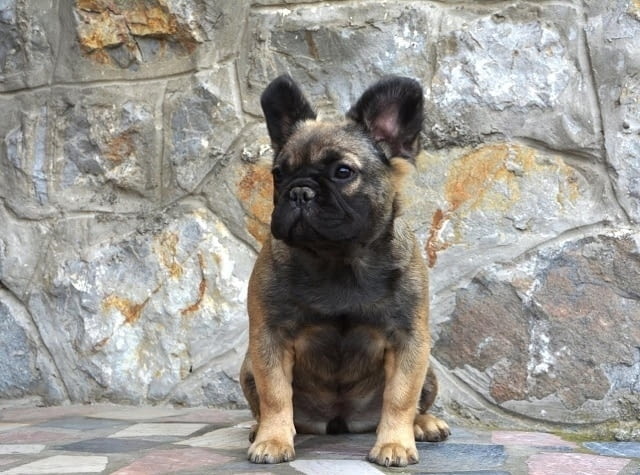 Пухкав френски булдог French Bulldog - city of Izvun Bulgaria | Dogs - снимка 1