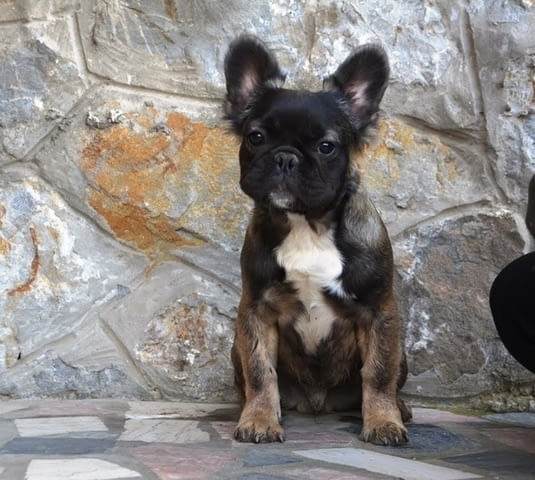 Пухкав френски булдог French Bulldog - city of Izvun Bulgaria | Dogs - снимка 2
