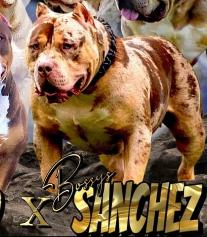 American Bully XL кученца за продан Другa, Ваксинирано - Да, Обезпаразитено - Да - град Извън България | Кучета - снимка 3