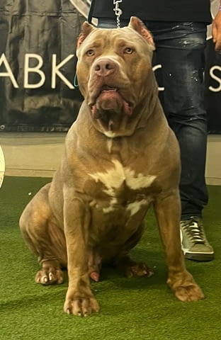 American Bully XL кученца за продан Другa, Ваксинирано - Да, Обезпаразитено - Да - град Извън България | Кучета - снимка 5