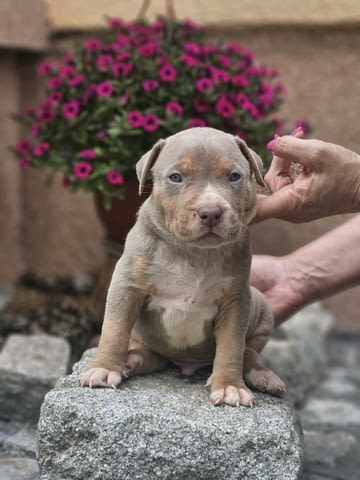 American Bully XL кученца за продан Другa, Ваксинирано - Да, Обезпаразитено - Да - град Извън България | Кучета - снимка 7
