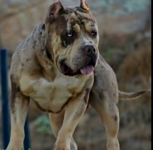 American Bully XL кученца за продан Другa, Ваксинирано - Да, Обезпаразитено - Да - град Извън България | Кучета - снимка 9