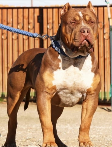 American Bully XL кученца за продан Другa, Ваксинирано - Да, Обезпаразитено - Да - град Извън България | Кучета - снимка 10