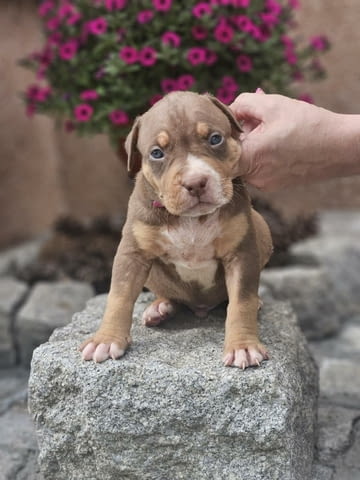 American Bully XL кученца за продан Другa, Ваксинирано - Да, Обезпаразитено - Да - град Извън България | Кучета - снимка 11