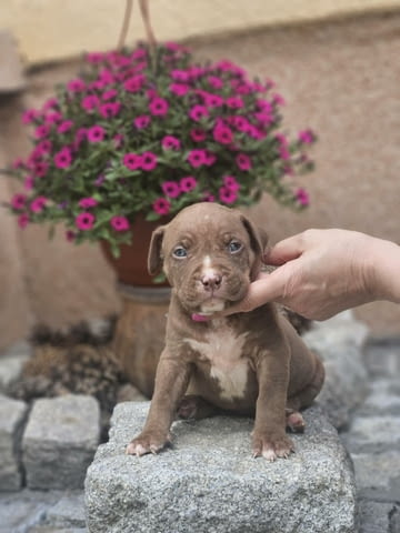 American Bully XL кученца за продан Другa, Ваксинирано - Да, Обезпаразитено - Да - град Извън България | Кучета - снимка 12