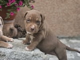 American Bully XL кученца за продан