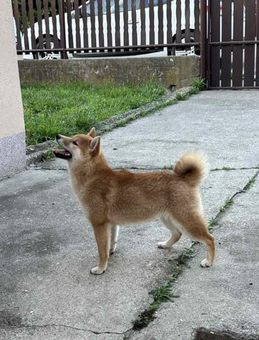 Champion litter of Shiba inu Шиба ину, 6 месеца - град Извън България | Кучета - снимка 4