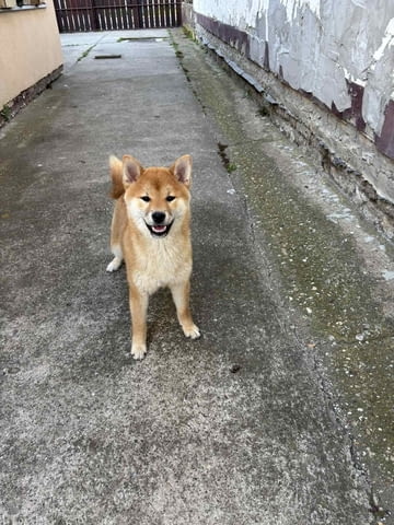 Champion litter of Shiba inu Шиба ину, 6 месеца - град Извън България | Кучета - снимка 5
