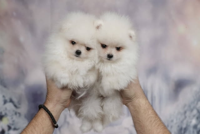 A beautiful bearish Pomeranian puppy Померан (Малък английски шпиц), 2 месеца - град Извън България | Кучета - снимка 4