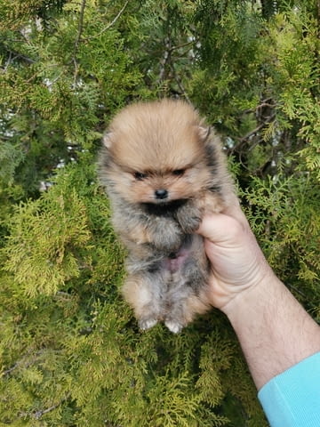A beautiful bearish Pomeranian puppy Померан (Малък английски шпиц), 2 месеца - град Извън България | Кучета - снимка 5