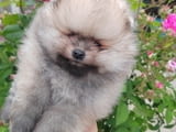 A beautiful bearish Pomeranian puppy