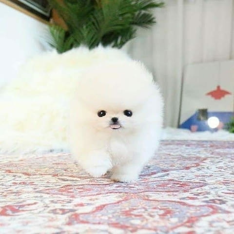 Мини Померан Померан (Малък английски шпиц) - град Карлово | Кучета - снимка 3