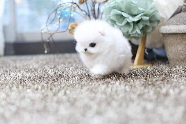 Мини Померан Померан (Малък английски шпиц) - град Карлово | Кучета - снимка 4