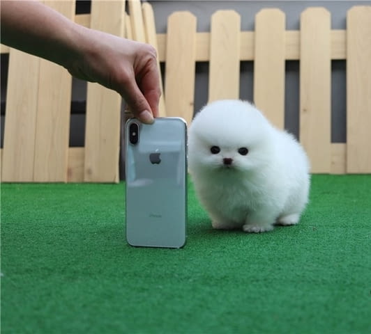 Мини Померан Померан (Малък английски шпиц) - град Карлово | Кучета - снимка 5