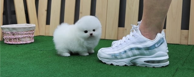 Мини Померан Померан (Малък английски шпиц) - град Карлово | Кучета - снимка 6