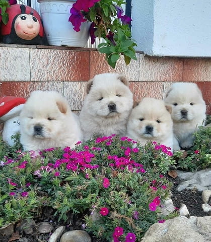 Chow Chow Chow Чау-чау - град Извън България | Кучета - снимка 3