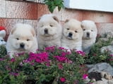 Chow Chow Chow