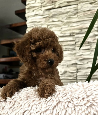 Червени той пудели Пудел той, Ваксинирано - Да, Обезпаразитено - Да - град Извън България | Кучета - снимка 1