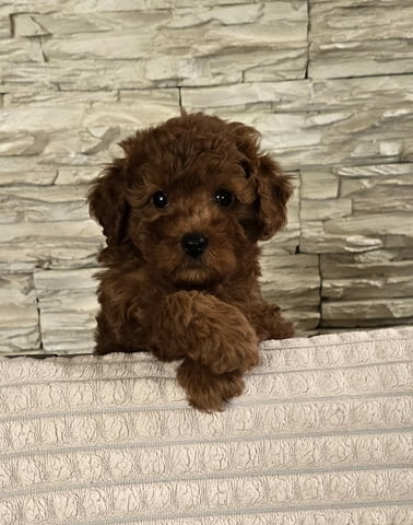 Червени той пудели Пудел той, Ваксинирано - Да, Обезпаразитено - Да - град Извън България | Кучета - снимка 2