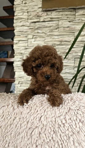 Червени той пудели Пудел той, Ваксинирано - Да, Обезпаразитено - Да - град Извън България | Кучета - снимка 3