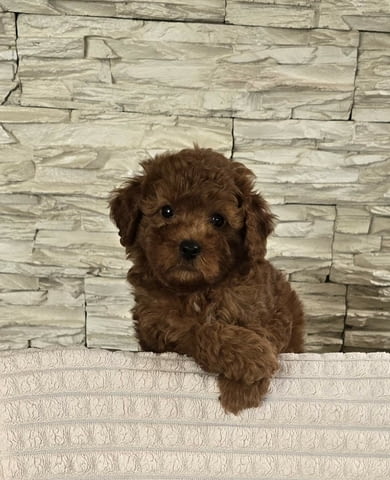 Червени той пудели Пудел той, Ваксинирано - Да, Обезпаразитено - Да - град Извън България | Кучета - снимка 5