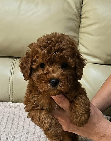 Червени той пудели Пудел той, Ваксинирано - Да, Обезпаразитено - Да - град Извън България | Кучета - снимка 7